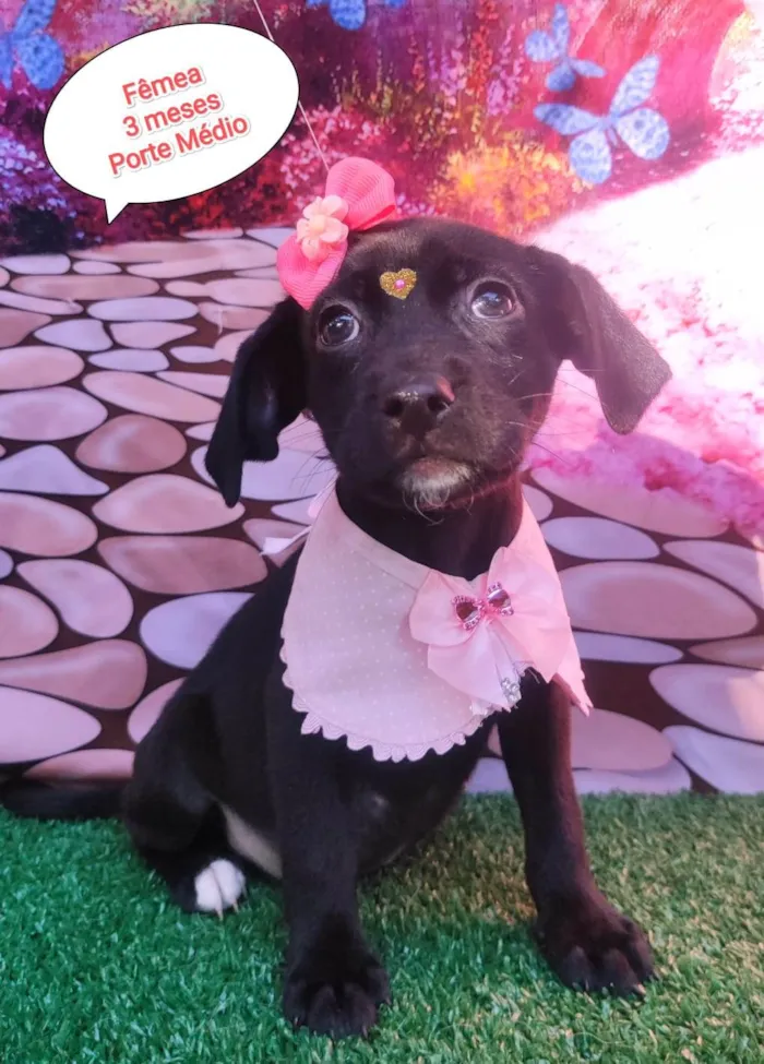 Cachorro ra a SRD-ViraLata idade 2 a 6 meses nome Mizoca