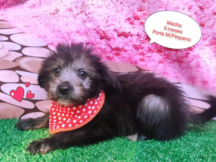 Cachorro ra a  idade 2 a 6 meses nome Vitor 