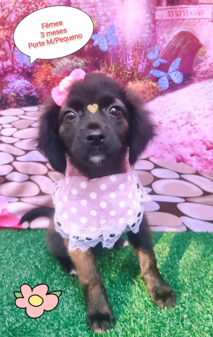 Cachorro ra a SRD-ViraLata idade 2 a 6 meses nome Ursinha