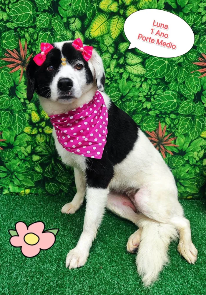 Cachorro ra a  idade 1 ano nome Luna