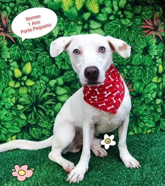Cachorro ra a  idade 1 ano nome Romeu
