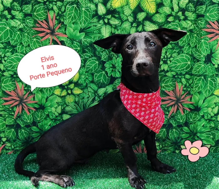 Cachorro ra a SRD-ViraLata idade 1 ano nome Elvis 