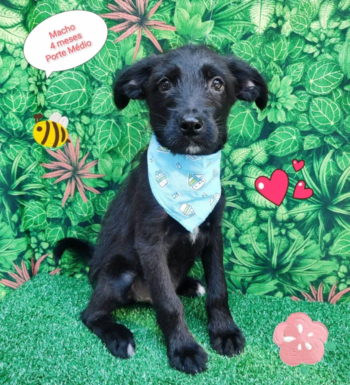 Cachorro ra a SRD-ViraLata idade 2 a 6 meses nome Pedro