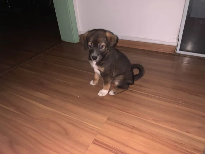 Cachorro ra a Srd idade Abaixo de 2 meses nome Kenay
