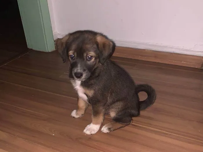 Cachorro ra a Srd idade Abaixo de 2 meses nome Kenay