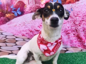 Cachorro raça SRD-ViraLata idade 2 anos nome Aninha 