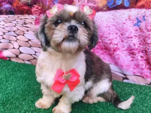 Cachorro raça Shitzu idade 2 anos nome Cacau
