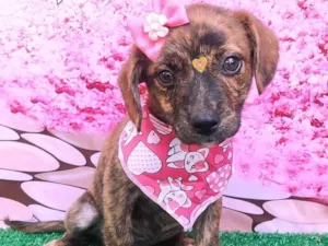 Cachorro raça SRD-ViraLata idade 2 a 6 meses nome Belinha 
