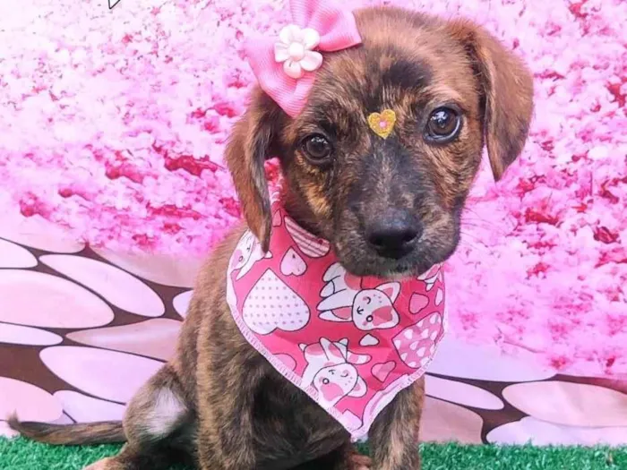Cachorro ra a SRD-ViraLata idade 2 a 6 meses nome Belinha 