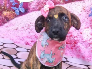 Cachorro raça SRD-ViraLata idade 2 a 6 meses nome Abelhuda