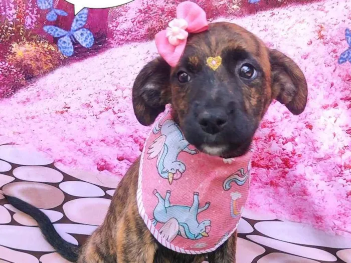 Cachorro ra a SRD-ViraLata idade 2 a 6 meses nome Abelhuda