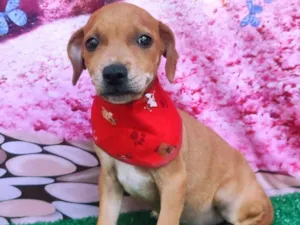 Cachorro raça SRD-ViraLata idade 2 a 6 meses nome Bernardo 