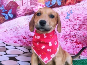 Cachorro raça SRD-ViraLata idade 2 a 6 meses nome Jojo