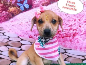 Cachorro raça SRD-ViraLata idade 2 a 6 meses nome Ivanna