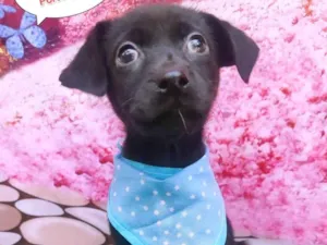 Cachorro raça SRD-ViraLata idade 2 a 6 meses nome Nono