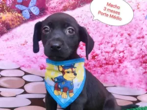 Cachorro raça SRD-ViraLata idade 2 a 6 meses nome Leandro 