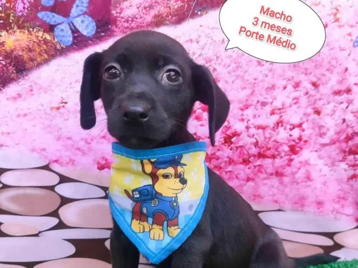 Cachorro ra a SRD-ViraLata idade 2 a 6 meses nome Leandro 