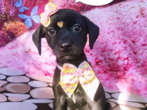 Cachorro raça SRD-ViraLata idade 2 a 6 meses nome Neneca