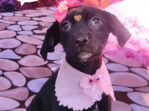 Cachorro raça SRD-ViraLata idade 2 a 6 meses nome Mizoca