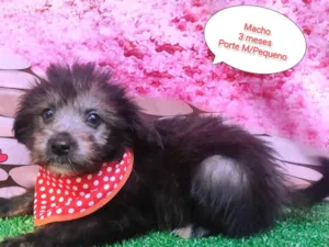 Cachorro raça  idade 2 a 6 meses nome Vitor 