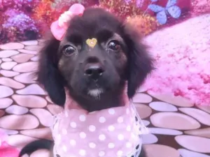 Cachorro raça SRD-ViraLata idade 2 a 6 meses nome Ursinha