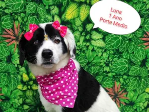 Cachorro raça  idade 1 ano nome Luna