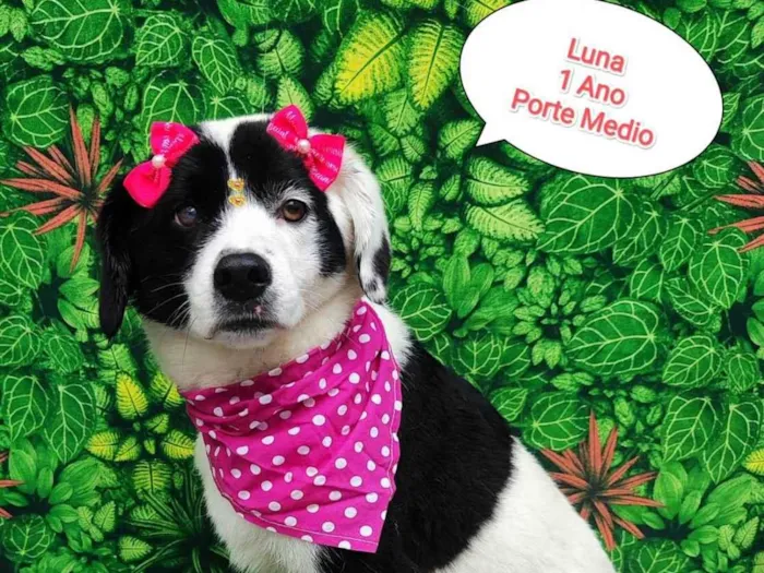 Cachorro ra a  idade 1 ano nome Luna