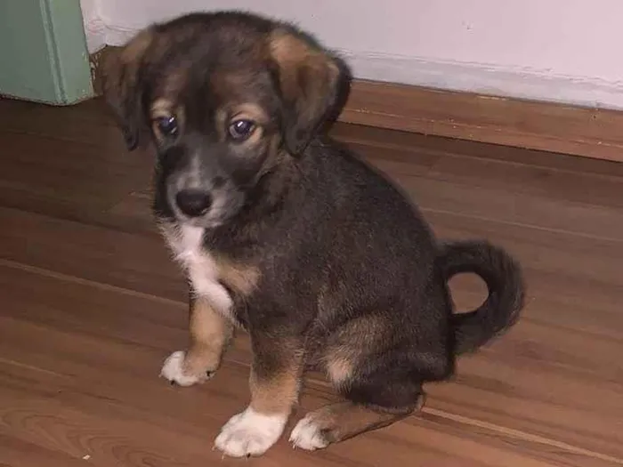 Cachorro ra a Srd idade Abaixo de 2 meses nome Kenay