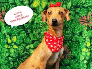Cachorro raça  idade 2 anos nome Clarice