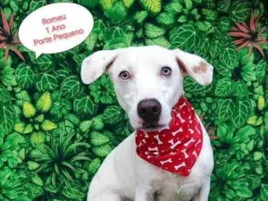 Cachorro raça  idade 1 ano nome Romeu