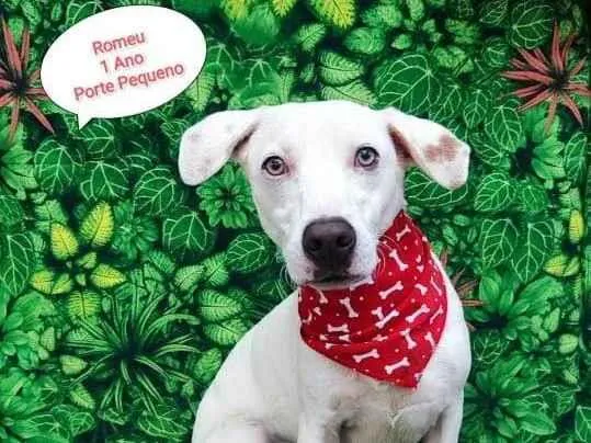 Cachorro ra a  idade 1 ano nome Romeu