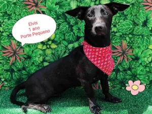 Cachorro raça SRD-ViraLata idade 1 ano nome Elvis 