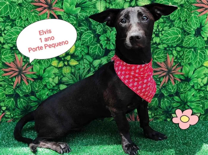 Cachorro ra a SRD-ViraLata idade 1 ano nome Elvis 
