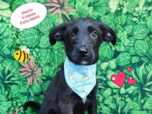 Cachorro raça SRD-ViraLata idade 2 a 6 meses nome Pedro