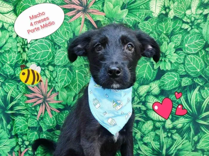 Cachorro ra a SRD-ViraLata idade 2 a 6 meses nome Pedro