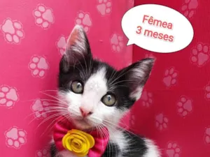 Gato raça  idade 2 a 6 meses nome Bia