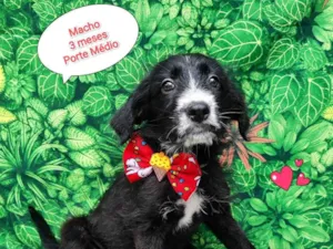 Cachorro raça SRD-ViraLata idade 2 a 6 meses nome Billy