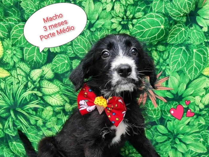 Cachorro ra a SRD-ViraLata idade 2 a 6 meses nome Billy