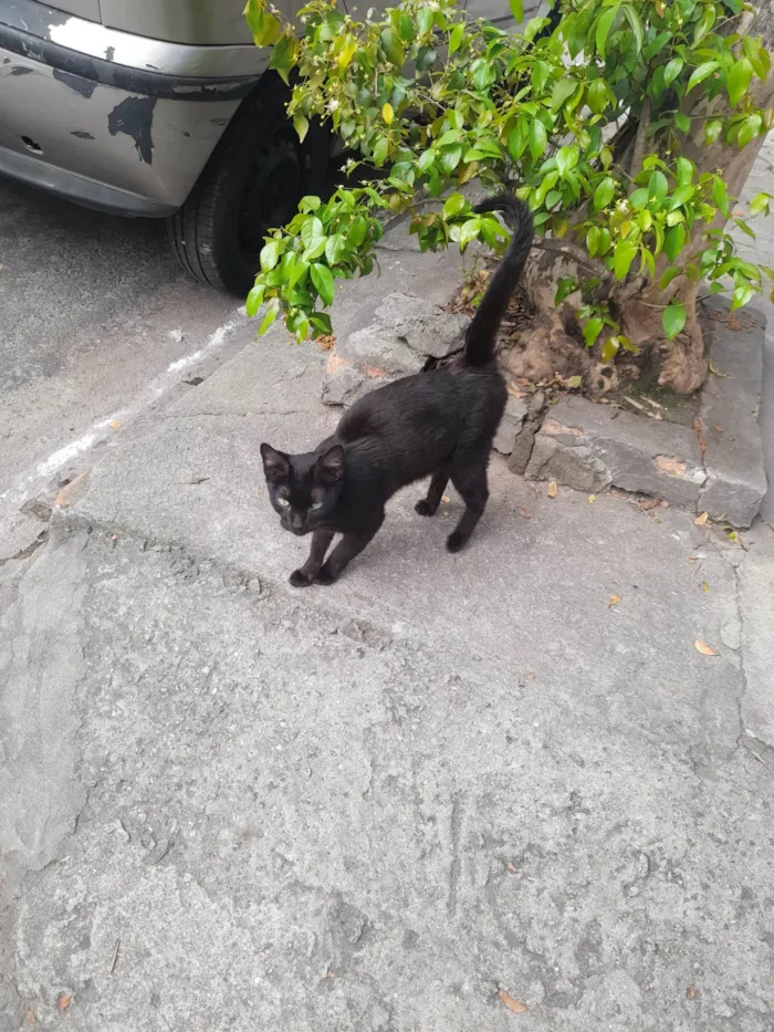 Gato ra a Gata de rua  idade 1 ano nome Vampira 