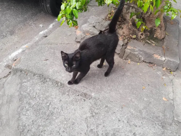 Gato ra a Gata de rua  idade 1 ano nome Vampira 