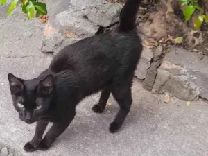 Gato raça Gata de rua  idade 1 ano nome Vampira 