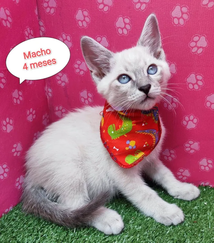 Gato ra a SRD-ViraLata idade 2 a 6 meses nome Bruno