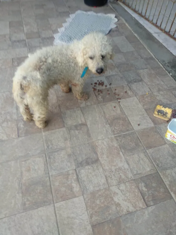 Gato ra a Gata de rua  idade 1 ano nome Vampira 