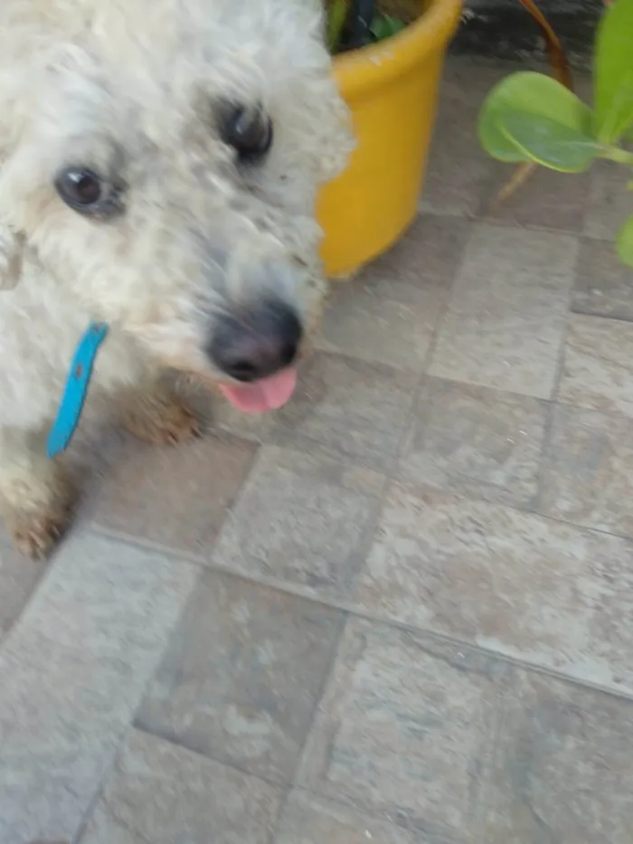 Gato ra a Gata de rua  idade 1 ano nome Vampira 