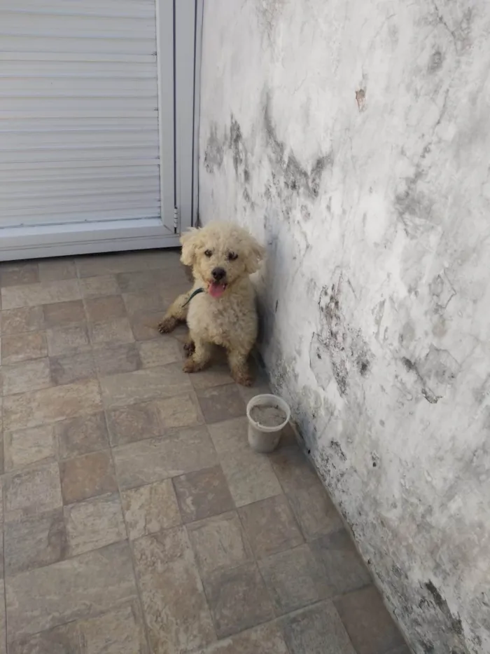 Gato ra a Gata de rua  idade 1 ano nome Vampira 