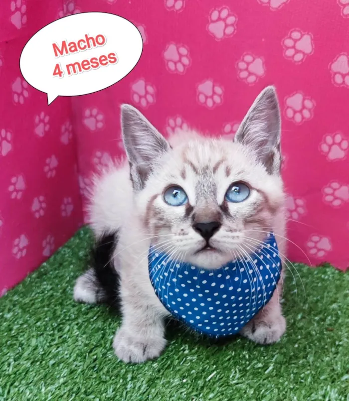 Gato ra a SRD-ViraLata idade 2 a 6 meses nome Clóvis 