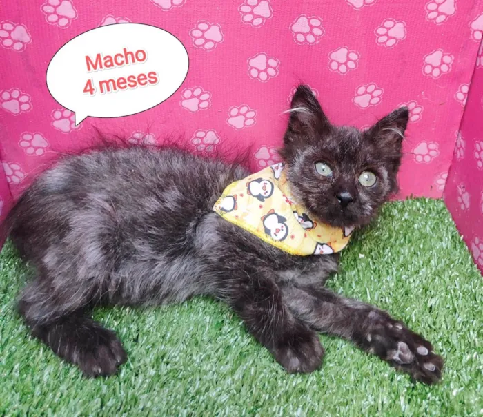 Gato ra a  idade 2 a 6 meses nome Tigre