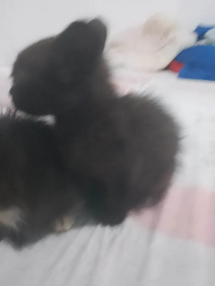Gato ra a 2 pretos dois pretos e brancos,e um branquinho . idade 2 a 6 meses nome Gatos 