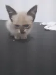 Gatos