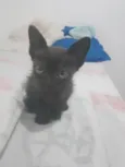 Gatos
